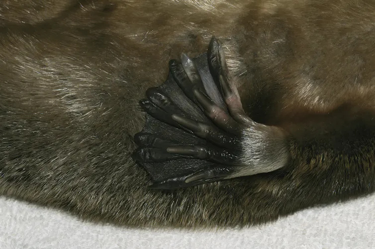 Close-up of a claw like appendage with webbing between the fingers and brown fur in the background