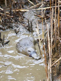 A grey mud-covered platypus on the bank of a creek with foliage and sticks next to it