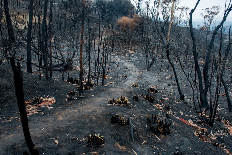 A black ground with thin dead black trees, the aftermath of a fire