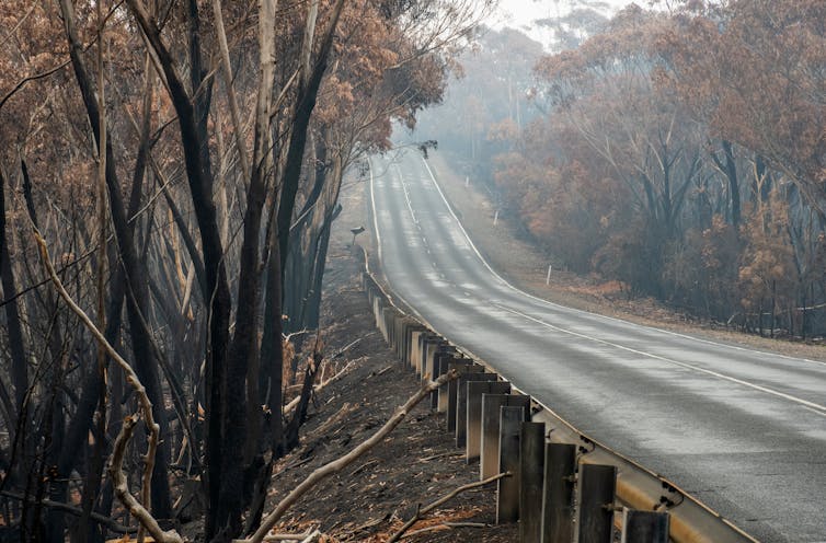 burned forest near road