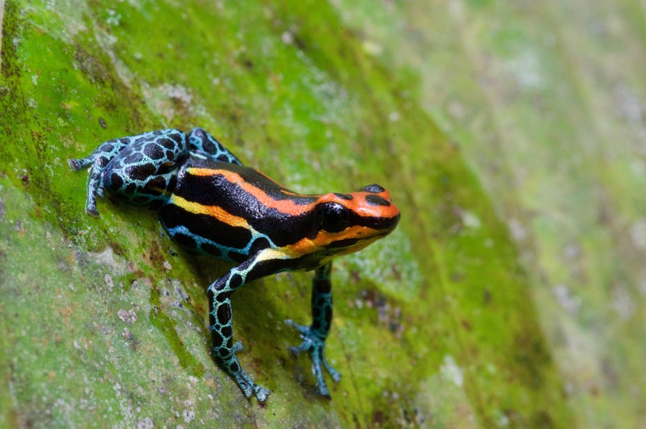 A colourful frog sits on a green background.
