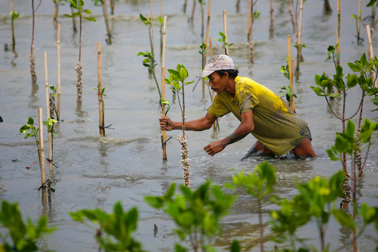 A person plants a mangrove tree surrounded by saplings at high tide.