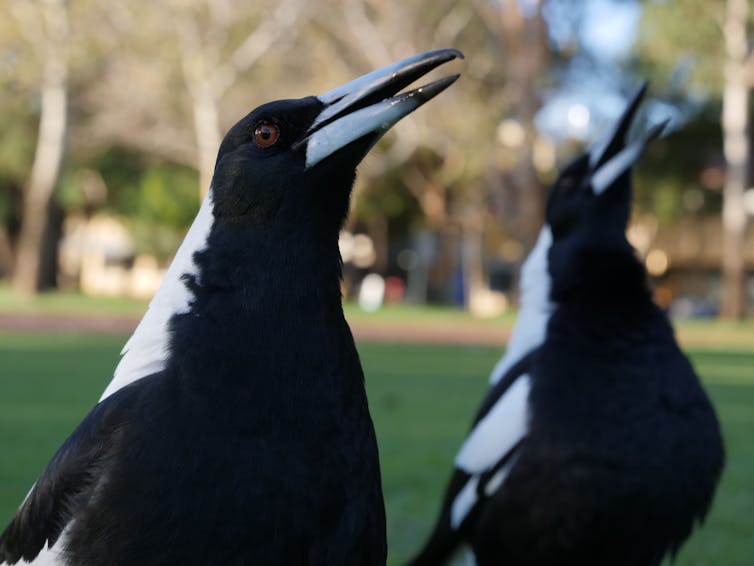 two magpies standing on the ground close to each other in a city park
