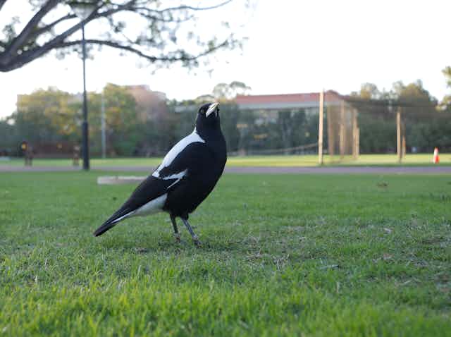 magpie standing on grass in suburban setting