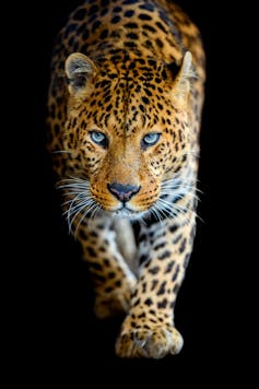 A close up of a leopard against a black background