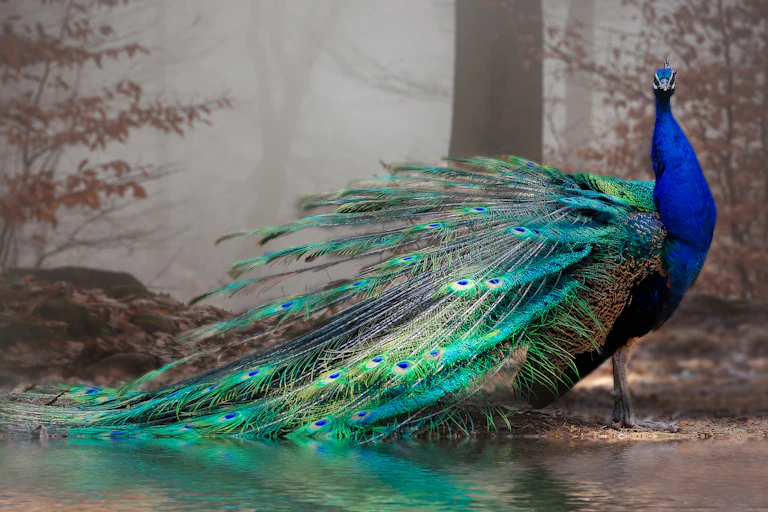 Male peacock standing profile trailing his long tail feathers