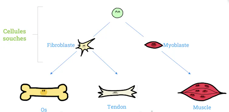 schéma de différenciation des cellules souches