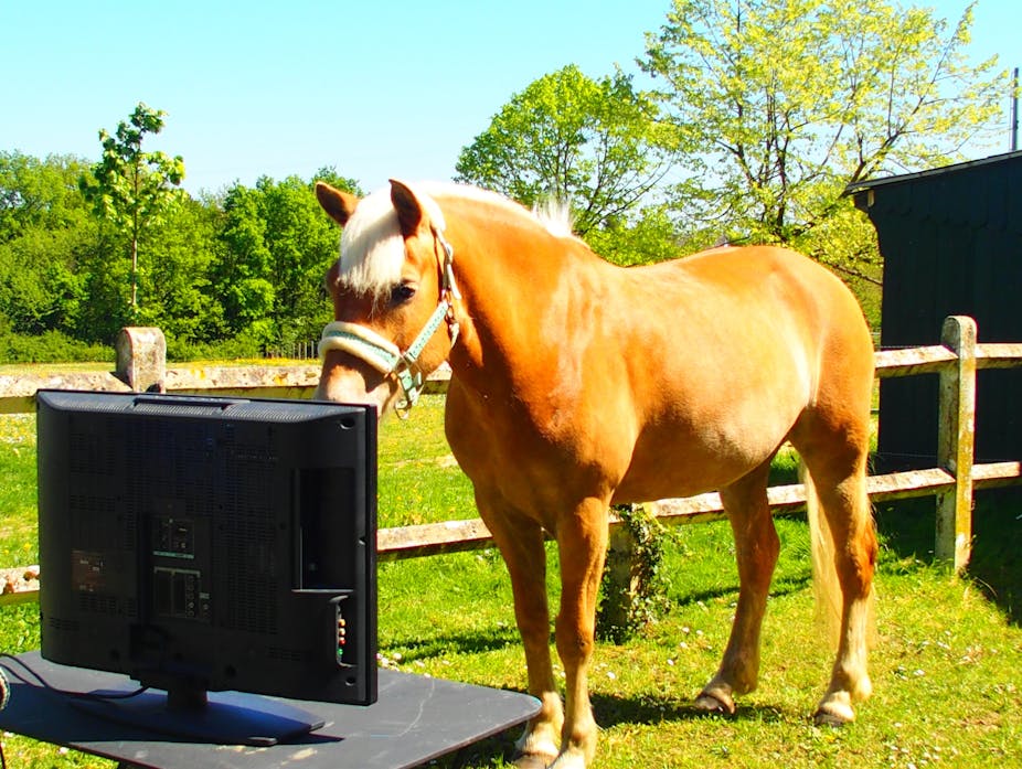 Photographie d'un cheval devant un écran de télévision.
