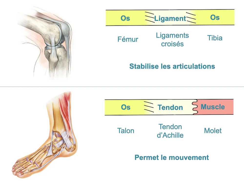Maladie Des Tendons Tendinopathie OVMN maladie-des-tendons-tendinopathie-ovmn