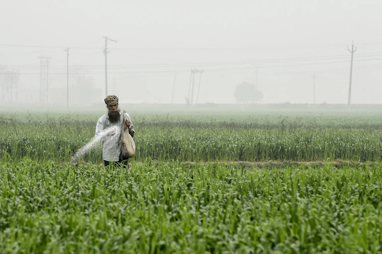 A man walks through a field spraying a white substance.