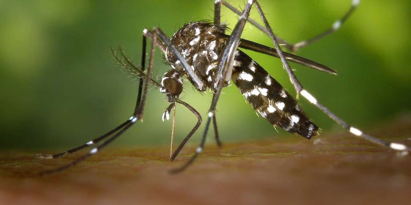 Moustiques et cancers : des liaisons dangereuses ?