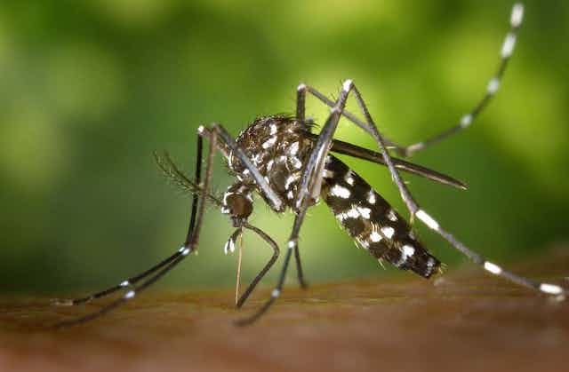 Moustique Aedes aegypti en train de piquer un épiderme.