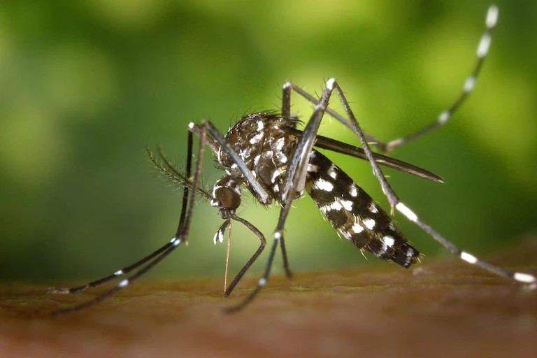Moustique Aedes aegypti en train de piquer un épiderme.