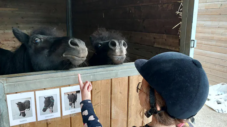 Deux poneys regardent une petite fille