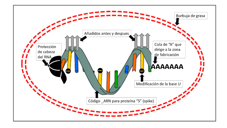 Estructura esquemática de las vacunas de ARN frente al SARS-CoV-2