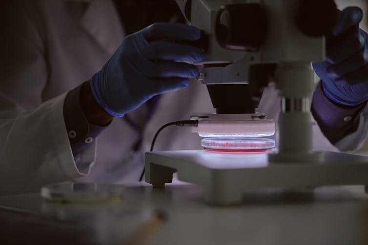 Close-up of scientist wearing nitrile gloves looking into microscope hovering over Petri dish