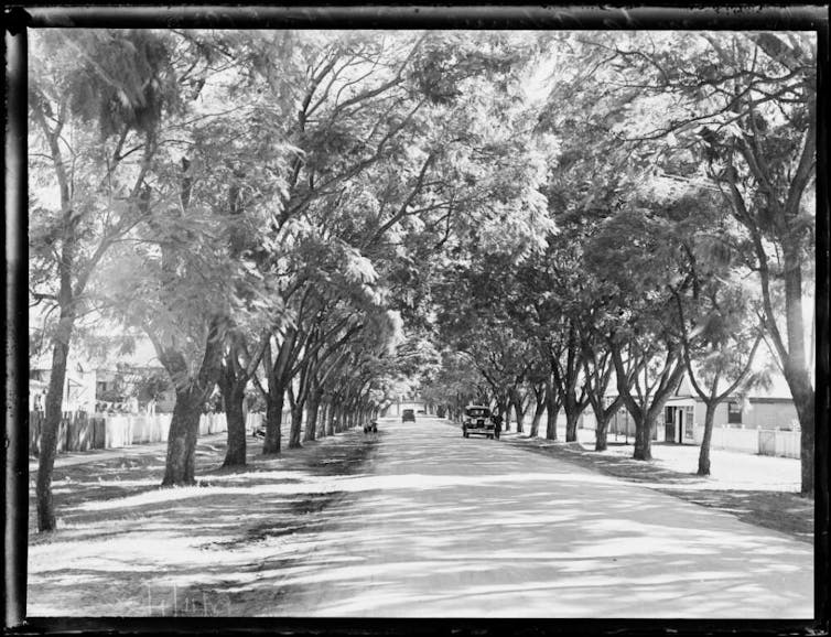 Black and white photograph of Jacaranda Avenue in New South Wales