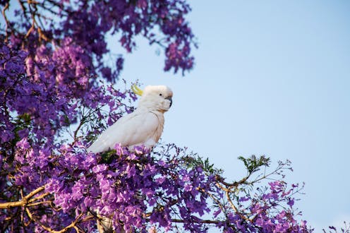 how the South American jacaranda became a symbol of Australian spring
