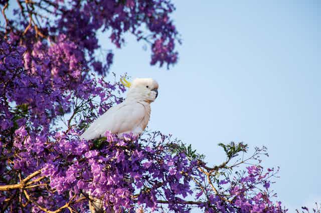 A cockatoo in a jacaranda tree.
