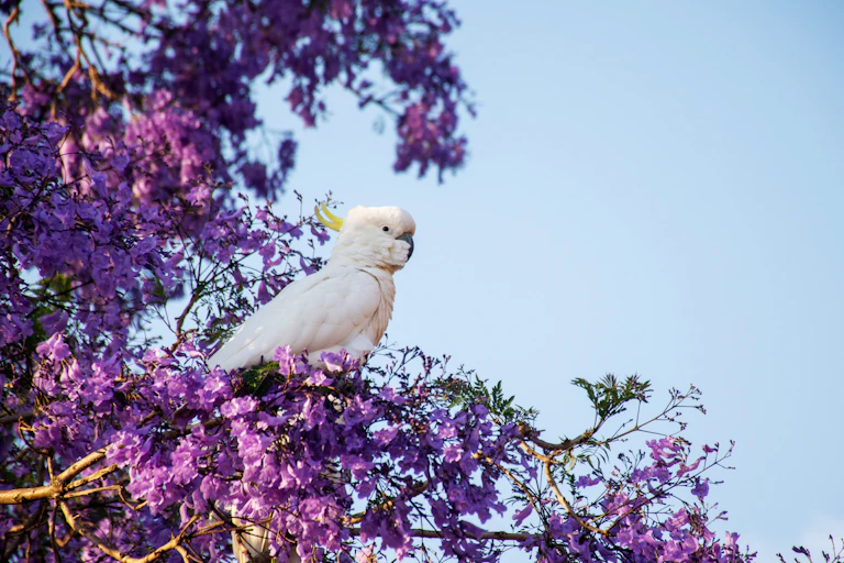 A cockatoo in a jacaranda tree.