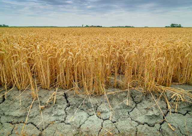 wheat field in drought