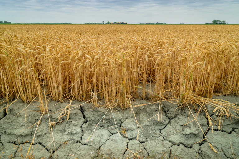 wheat field in drought