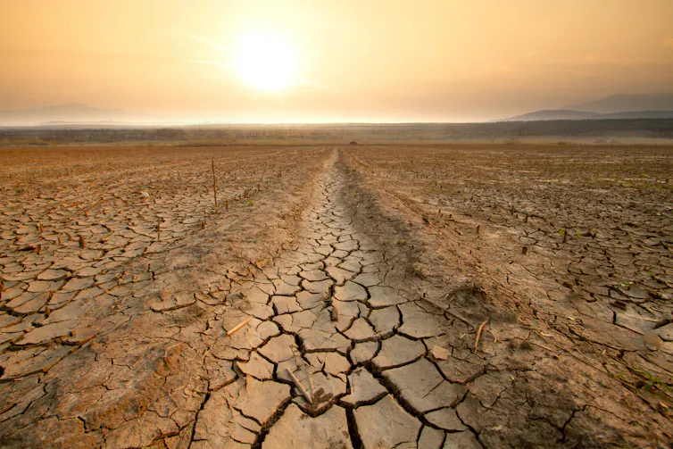 drought hit field