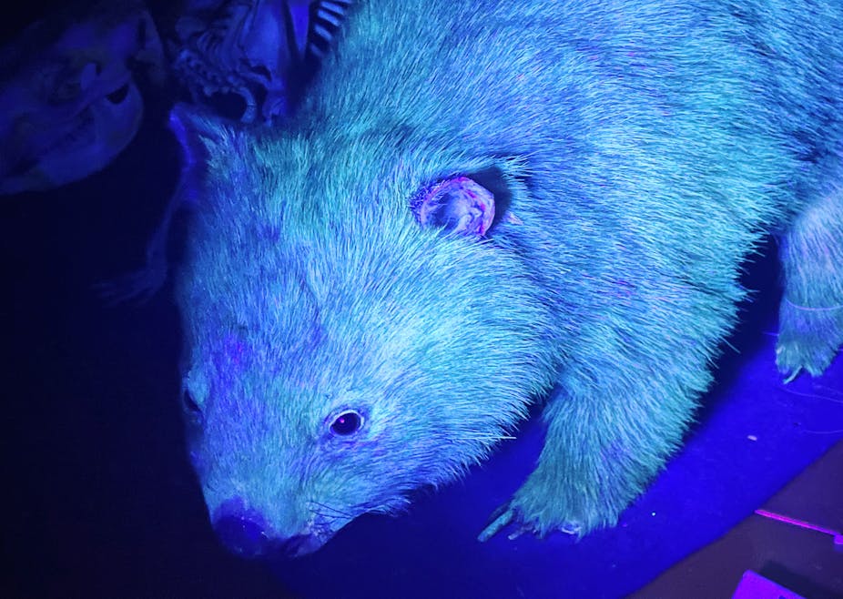 A wombat specimen at a museum glowing white under purple light