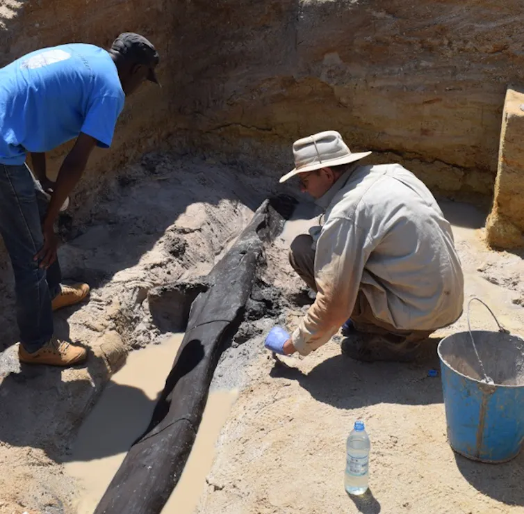 The wooden structure being excavated at Kalambo Falls.