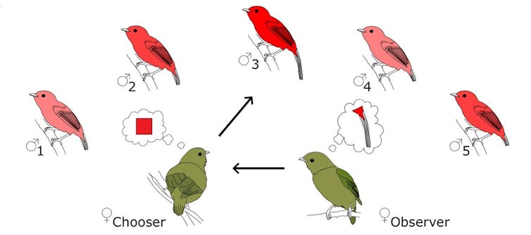 Illustration of two female birds choosing which male bird to mate with.