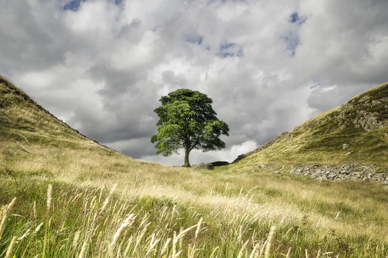 The Sycamore Gap tree
