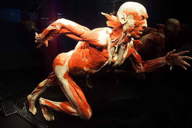 A flayed human, showing muscle and fascia