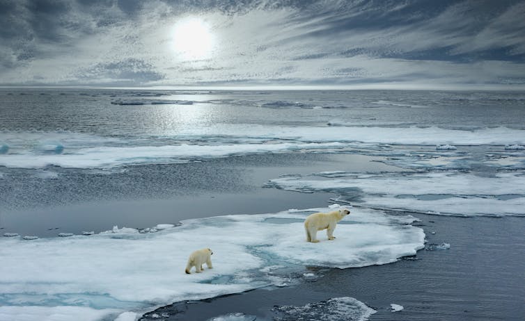 a mother polar bear and cub on ice, surrounded by water