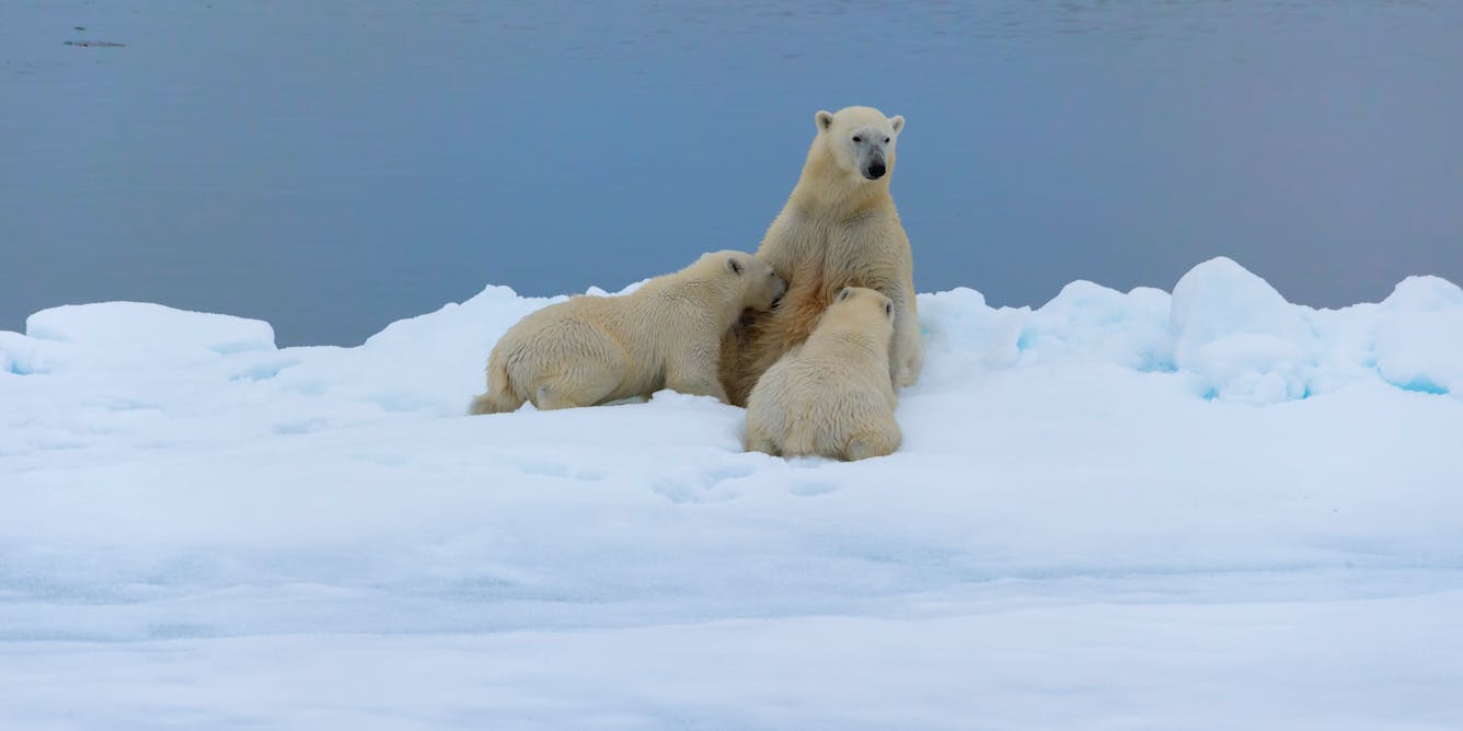 Scientists have known for years that polar bears that are forced ashore in  summer by melting sea ice may feed on foods like bird eggs, be