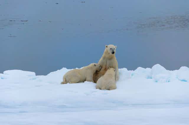 A polar bear nursing two cubs.