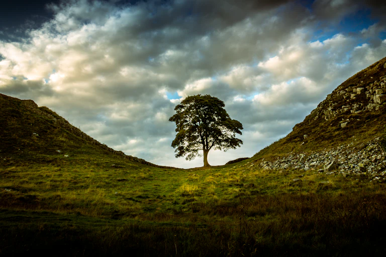 Sycamore Gap tree