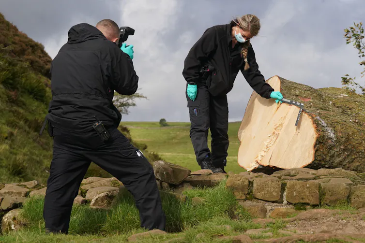 Police photograph tree stump