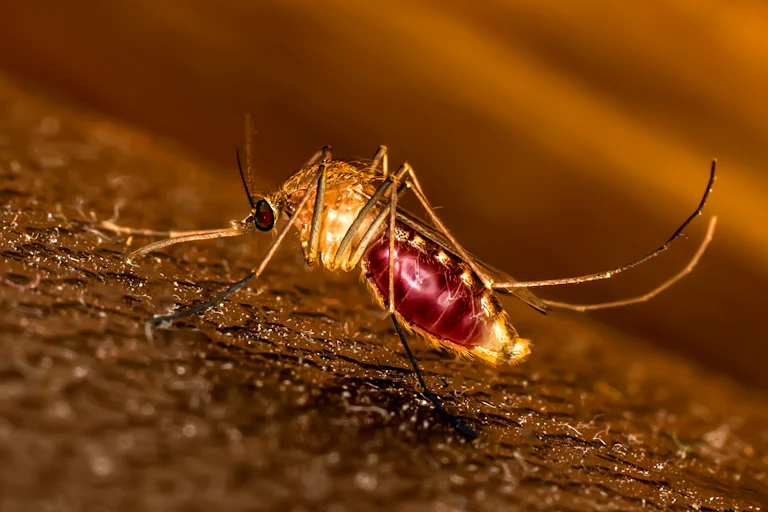 A mosquito on a person's skin.