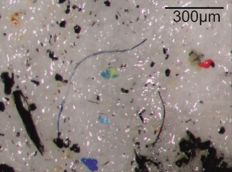 Gros plan sur des particules microplastiques
