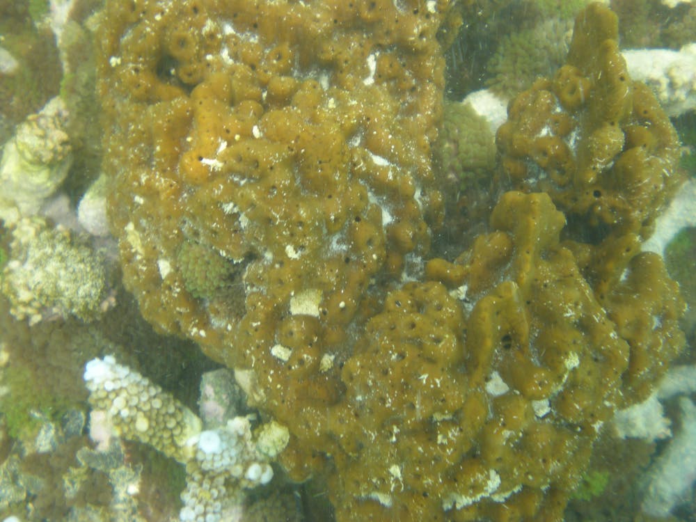 Sea Sponge Sampler