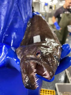 person with blue gloves holds a fish