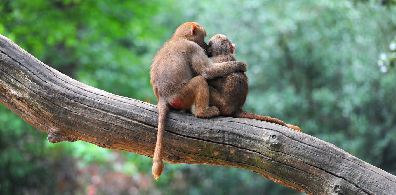 Why is homosexual behavior so common in mammals?