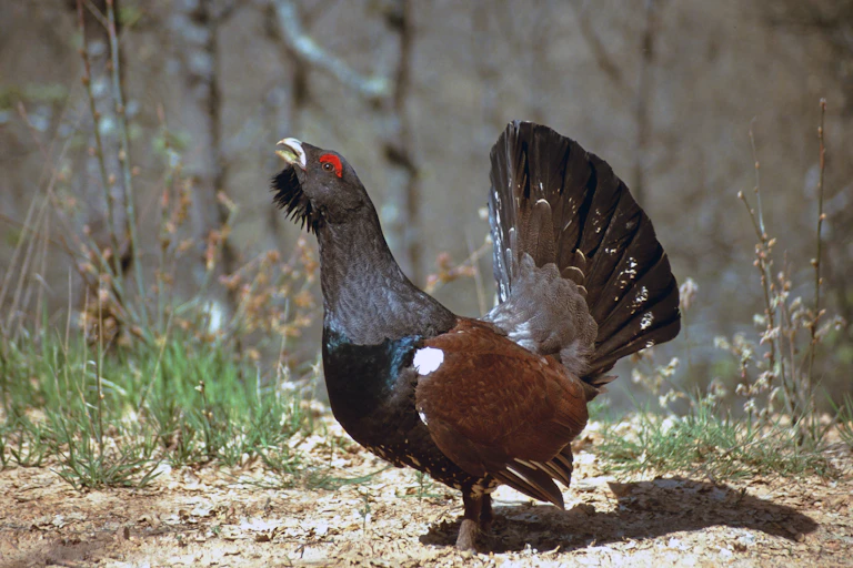 Ejemplar de urogallo cantábrico.