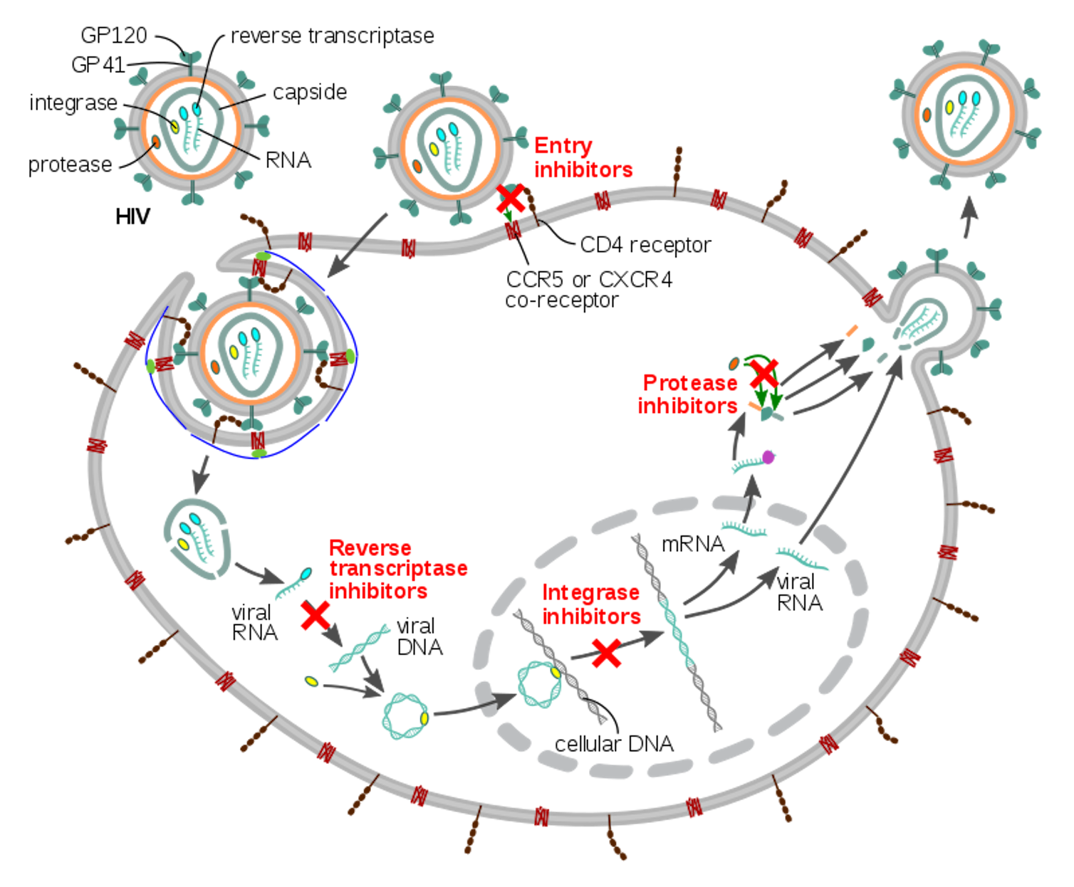 Viral kak. Жизненный цикл ВИЧ схема. Жизненный цикл вируса иммунодефицита человека ВИЧ. HIV Replication Cycle. Жизненный цикл вируса ВИЧ схема.