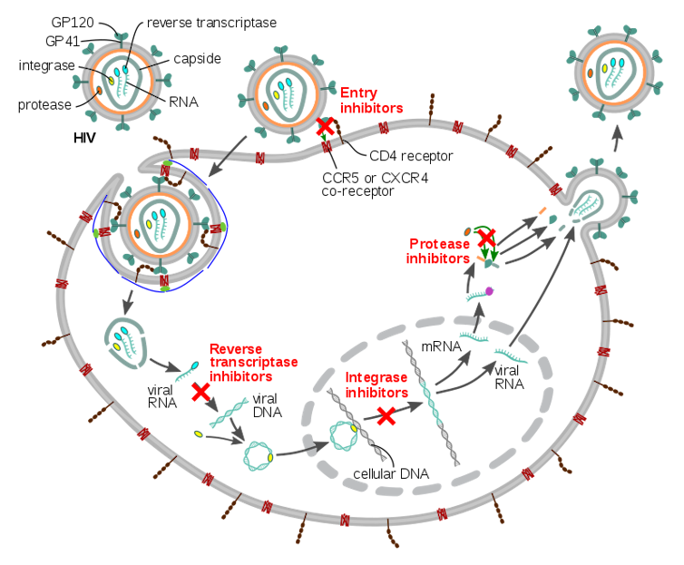 Diagrama dos mecanismos de quatro classes de antivirais para HIV