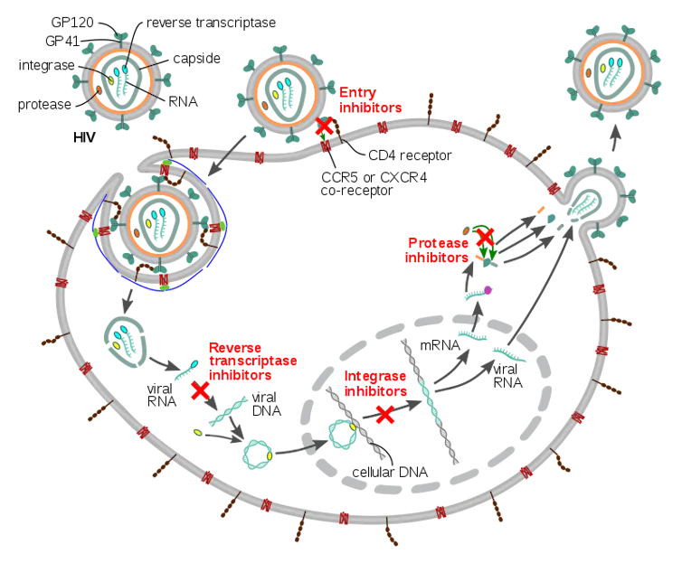 Diagram of the mechanisms of four classes of HIV antivirals