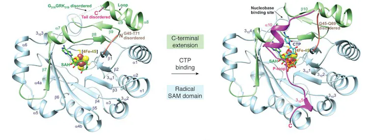 Diagram showing structure of viperin without (left) and with (right) an antiviral bound in its center. The structure with the antiviral is more tightly wound in its center.
