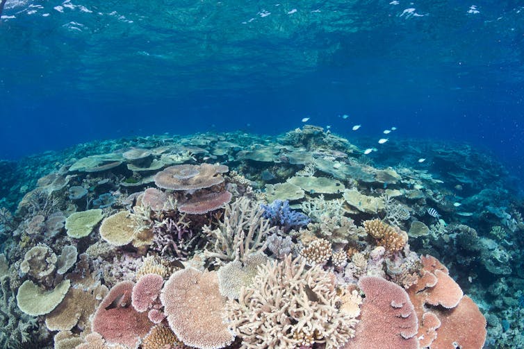 A vivid landscape of colourful corals in an underwater photo