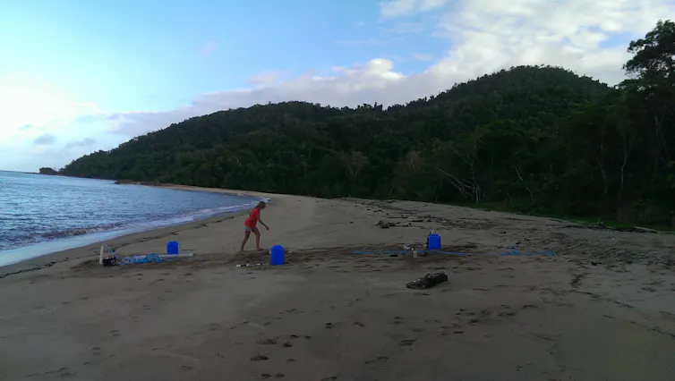 A beach early in the morning with people digging into the sand