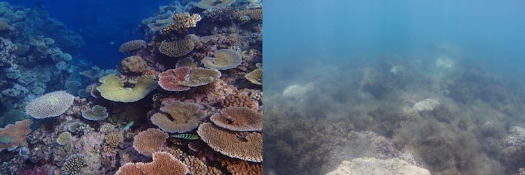 A side by side underwater photo collage of vivid healthy coral and pale murky coral